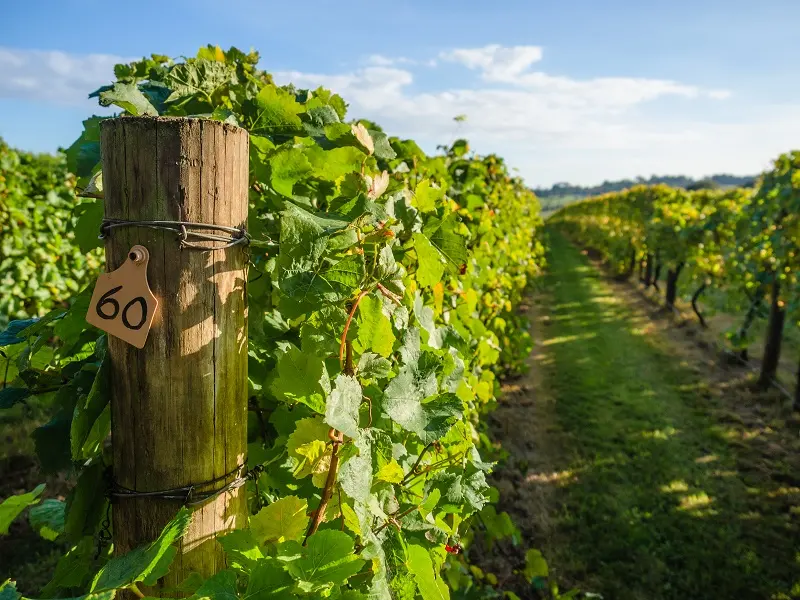 Winery Tours