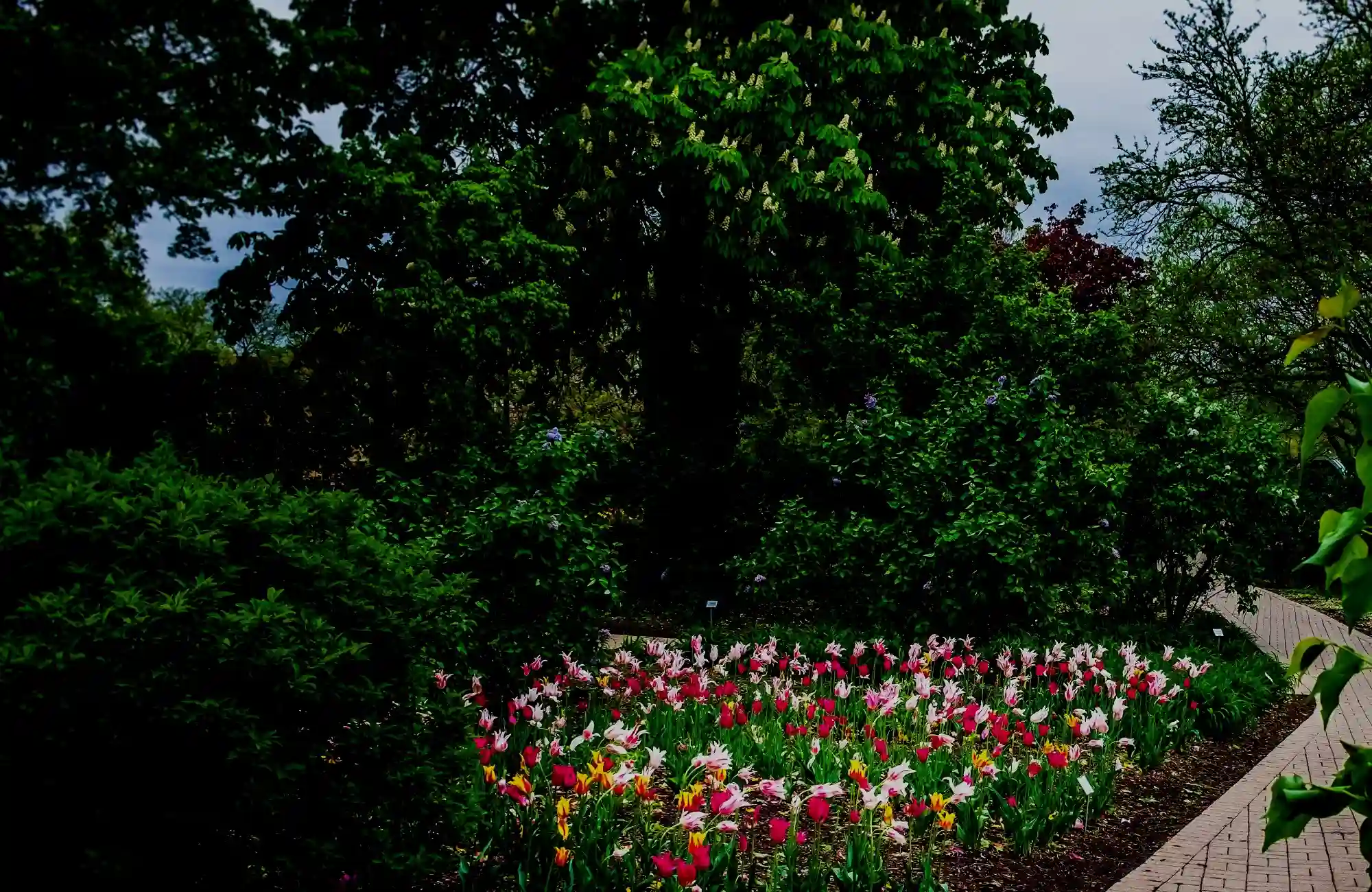 Lombard 