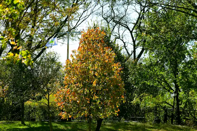 Discover the Beauty of Cantigny Park
