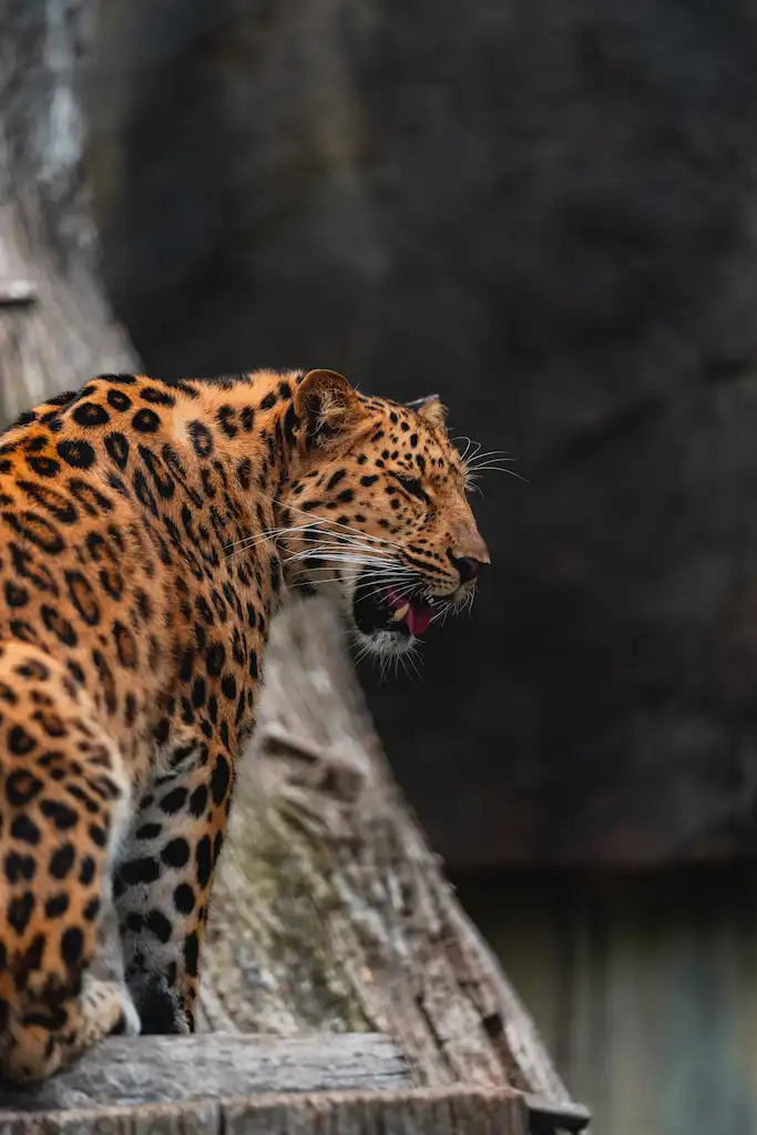 Experience Adventure at the Brookfield Zoo
