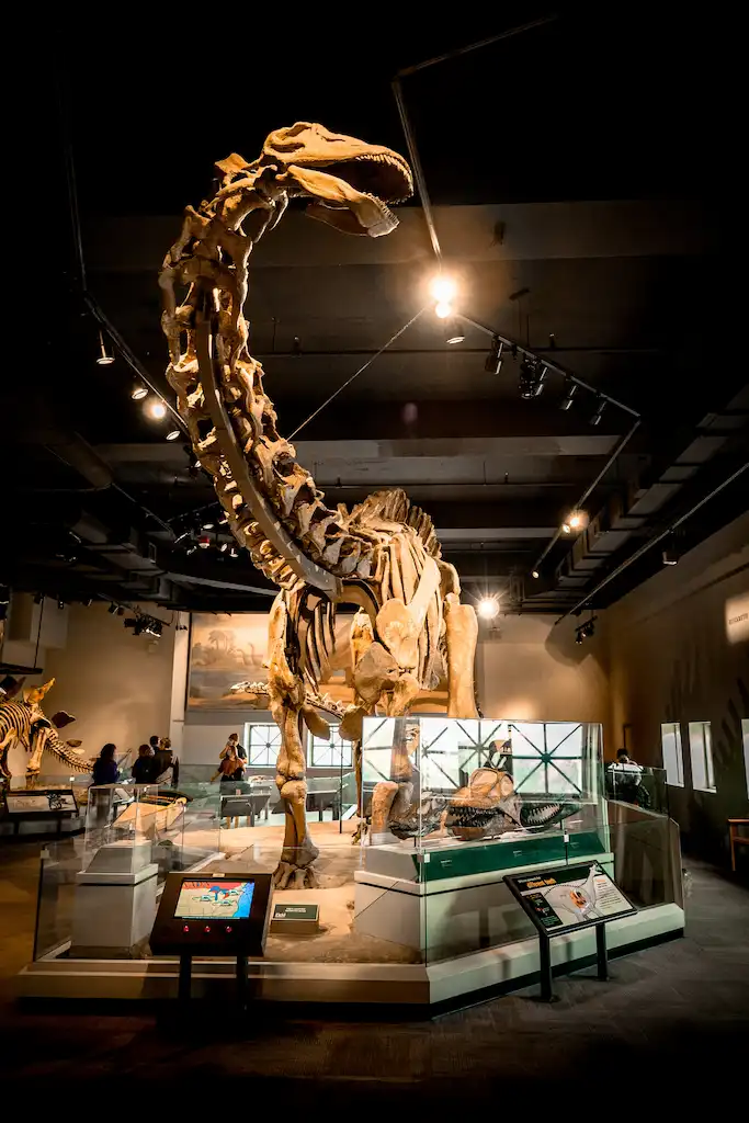 Uncover History at the Field Museum