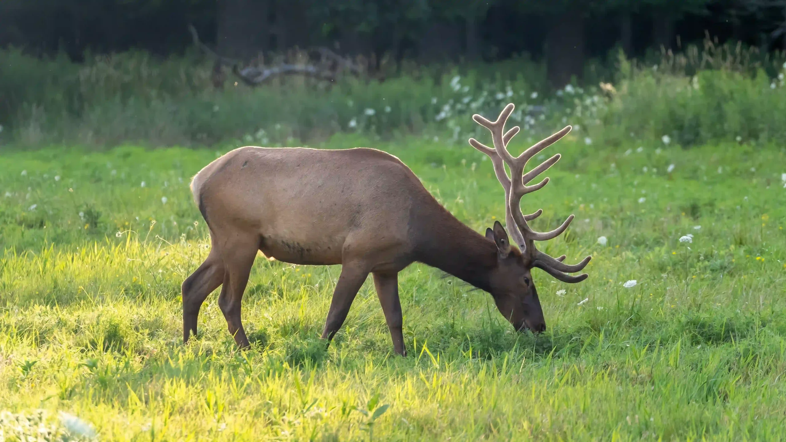 Natural Retreat: Deer Grove Forest Preserve