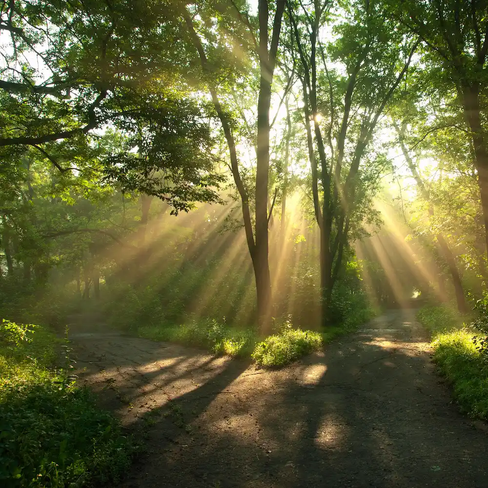 Nature Haven
