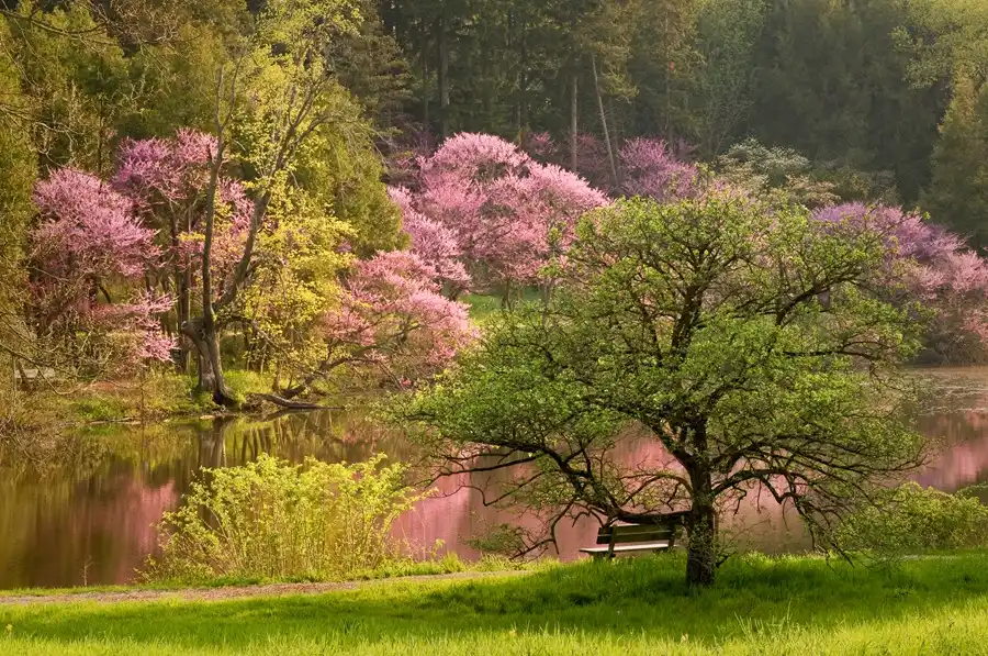 Morton Arboretum: A Natural Wonderland