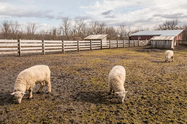 Kline Creek Farm