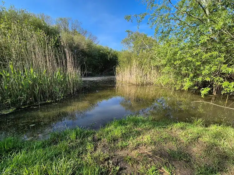 Hidden Pond Woods